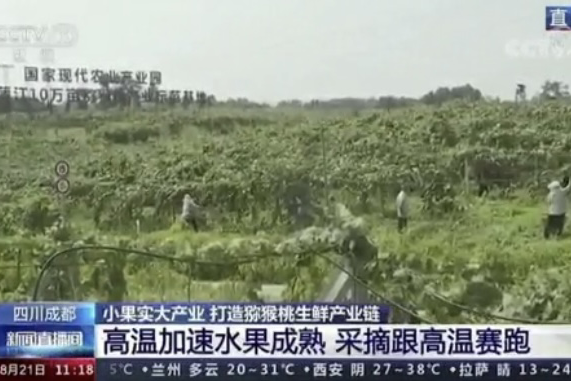 央視新聞中的天然蕓苔素、生物農(nóng)藥助力綠色農(nóng)業(yè)、品牌農(nóng)產(chǎn)品更有價(jià)值